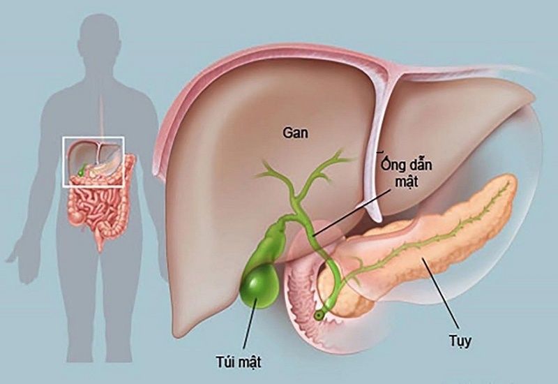 Futibatinib: Hy Vọng Mới Trong Điều Trị Ung Thư Đường Mật