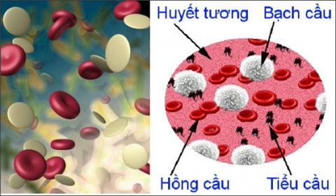 Avatrombopag: Bước Tiến Mới Trong Điều Trị Giảm Tiểu Cầu Do Miễn Dịch hoặc Bệnh Gan Mạn Tính