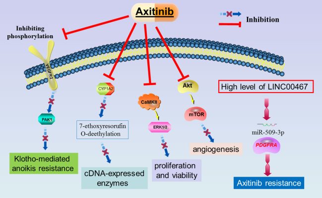 Axitinib – “Cắt đường sống” của khối u ung thư thận