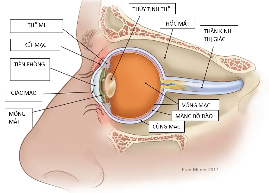 Ung thư mắt: nguyên nhân, triệu chứng và cách điều trị