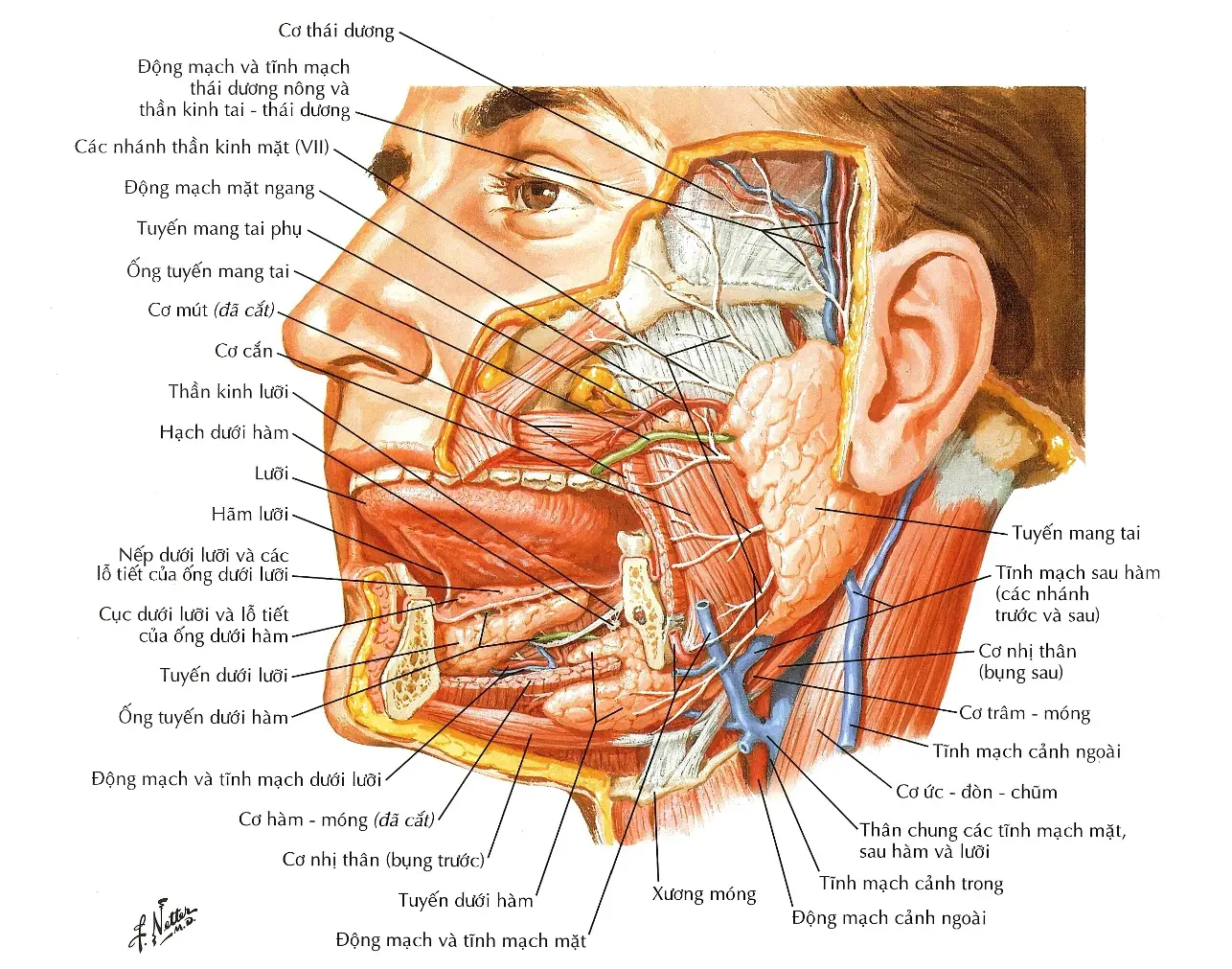 Ung thư tuyến nước bọt: nguyên nhân, triệu chứng và cách điều trị